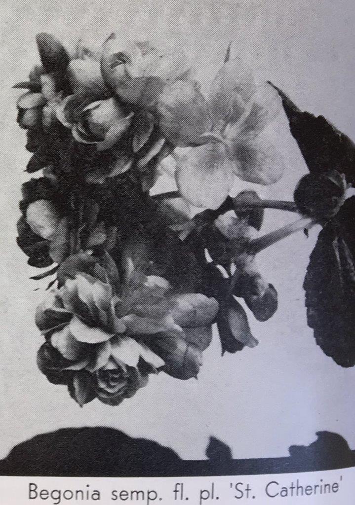 B. ‘St. Catherine’